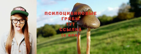 прущие грибы Белокуриха