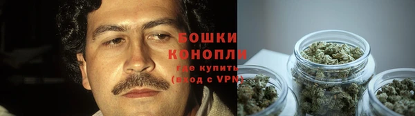 прущие грибы Белокуриха